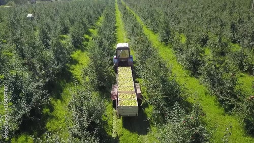 Drone trails tractor along apple tree rows