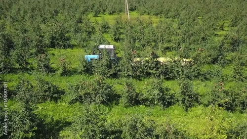Lateral shot of tractor in apple orchard