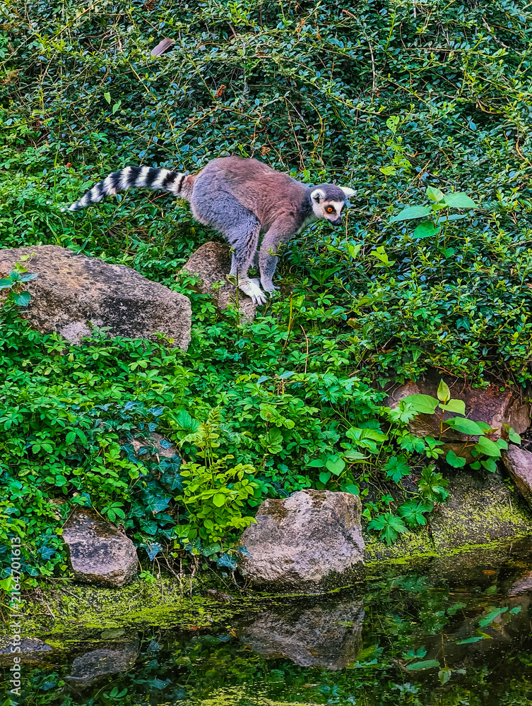 Naklejka premium Ring-tailed lemur standing on a rock near calm water edge