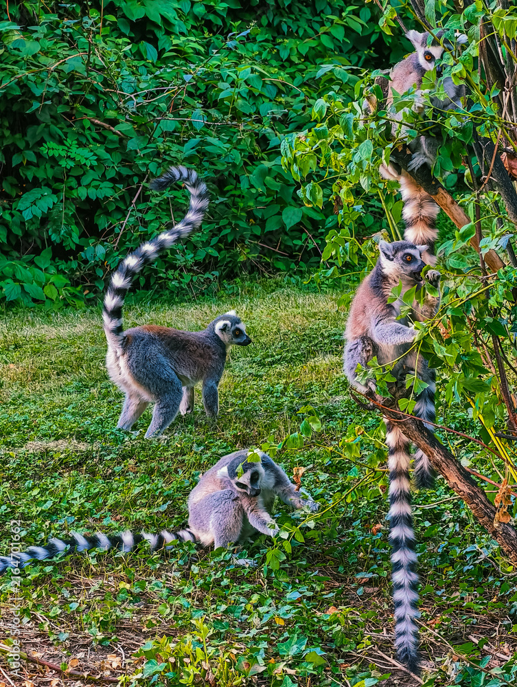Naklejka premium Ring-Tailed Lemurs Climbing Among Dense Green Foliage in Nature Vertical 