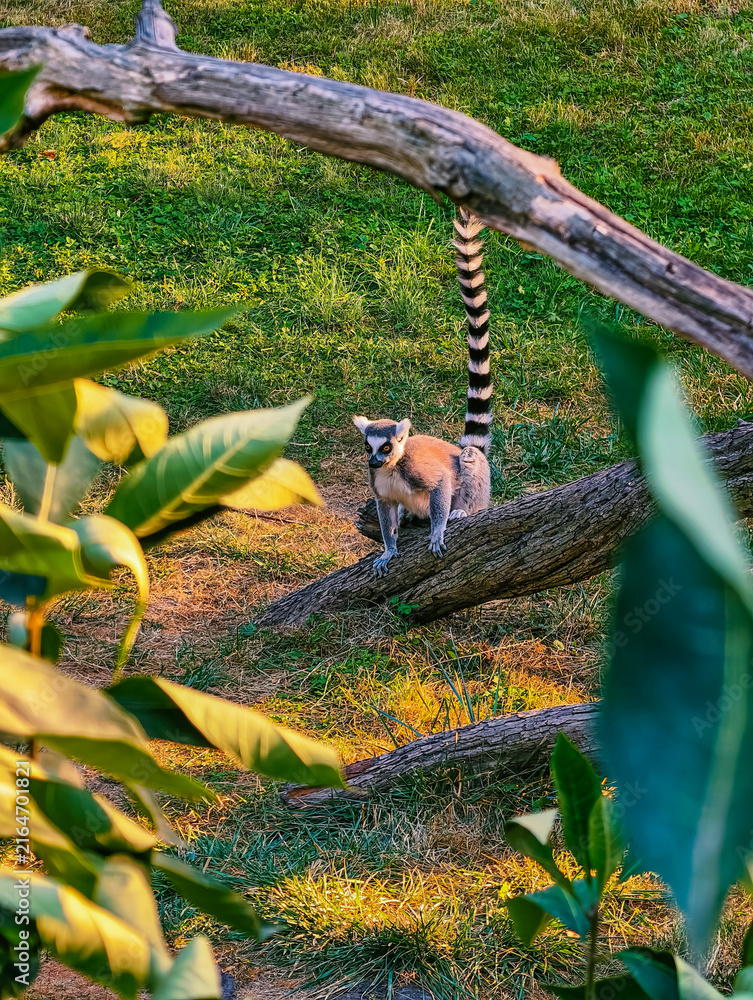 Naklejka premium Ring-Tailed Lemur Sitting Alertly on Fallen Tree in Green Habitat