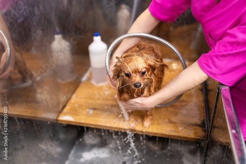 Foto Wet small dog smiling during washing procedure