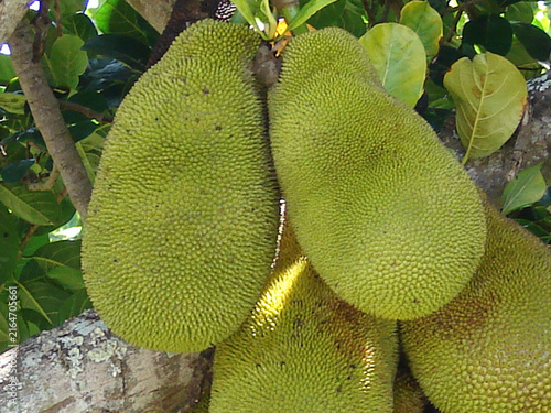 Fotografie jackfruit or Artocarpus heterophyllus plant with fruits image.