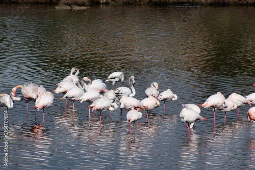 Obraz na plátně fenicotteri rosa stagno a mare stormo