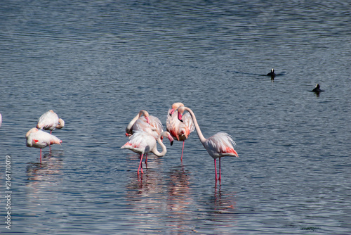Bild auf Leinwand fenicotteri rosa stagno a mare stormo