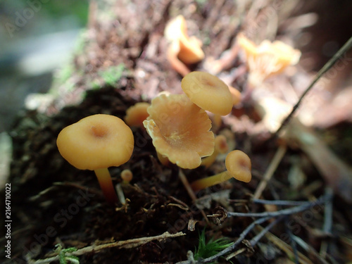 Obraz na płótnie champignon dans la forêt, Quebec, Canada