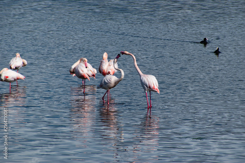Konstfotografi fenicotteri rosa stagno a mare stormo