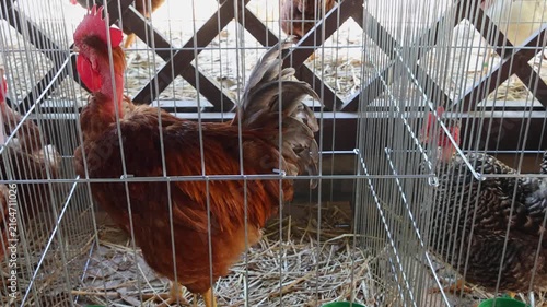 Banat Naked Neck Rooster in Cage Poultry Farm