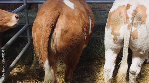 Brown Cows in Barn at Cattle Farm panorama