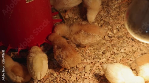 Yellow Baby Chicks Eat From Food Dispenser at Wood Shavings Poultry Farm