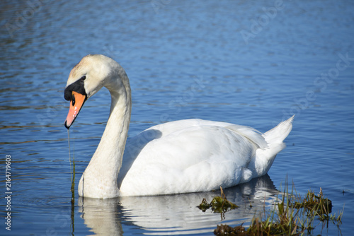 White Swan Swimming in Lake Foraging for Food
