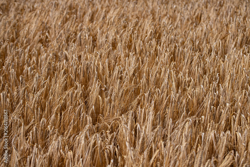 Obraz na plátně Golden Summer Barley Crop Ready for Harvest