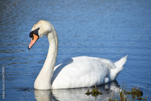 White Waterfowl Swimming and Eating Water Plants
