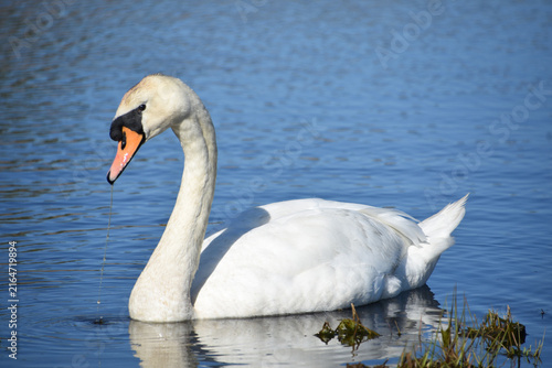 Graceful Swan Foraging in Peaceful Freshwater Lake