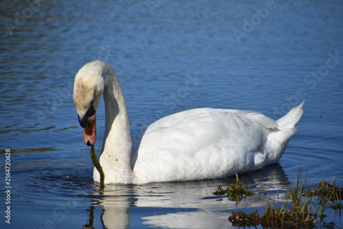 Graceful Waterfowl Swimming in Lake with Green Vegetation