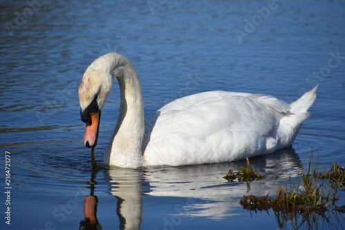 White Swan Grazing on Water Plants in Pond