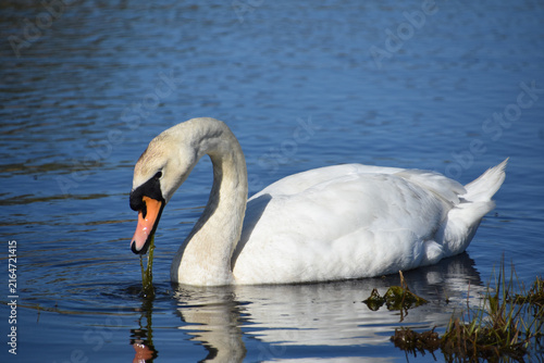 Majestic White Swan Foraging in Freshwater Pond Ecosystem