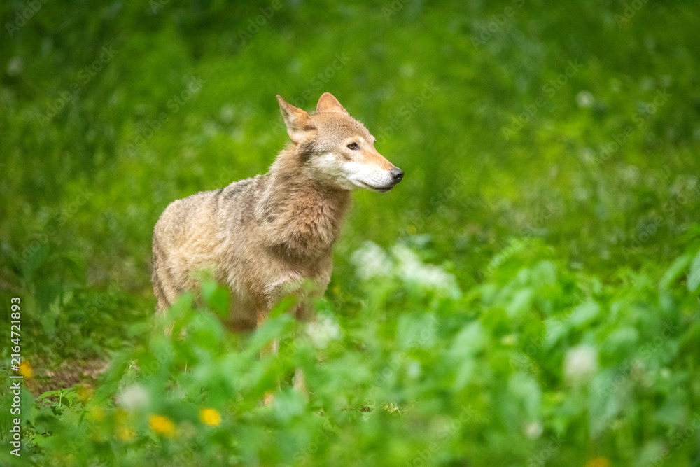 Obraz premium Wolf in the green forest