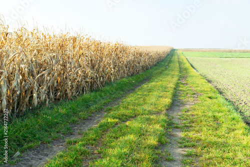 A dirt road and a field of dry corn