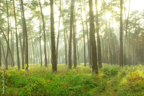Fog and sun in the forest