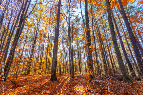 The sun in the autumn forest