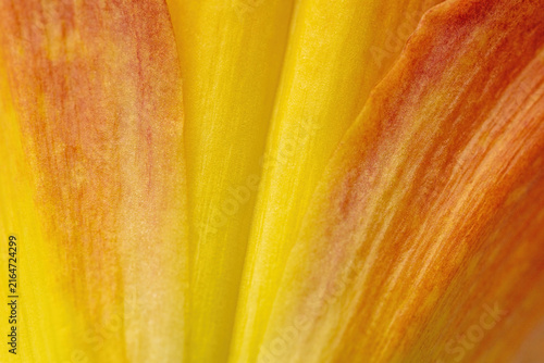 Floral fresh background. Macro abstract floral detail of the undulating curves of the yellow and crimson red petals of a Hemerocallis Crimson Pirate flower. 