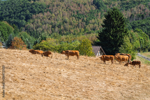 Cattle on dry pasture during summer drought in Germany