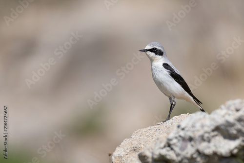 Canvastavla adult male Northern Wheatear (Oenanthe oenanthe) perching on a rock, found in Ch