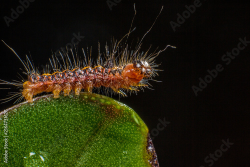 фотографія Fuzzy orange-brown caterpillar with long setae on vibrant green leaf macro