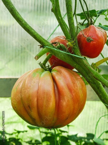 Canvastavla Ripe orange ribbed tomatoes growing on a plant