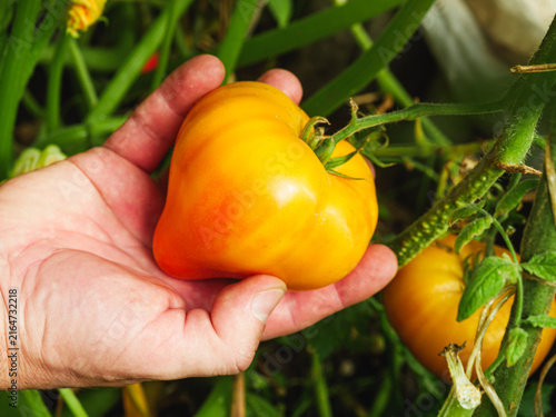 Fotografie Ripe orange ribbed tomatoes growing on a plant