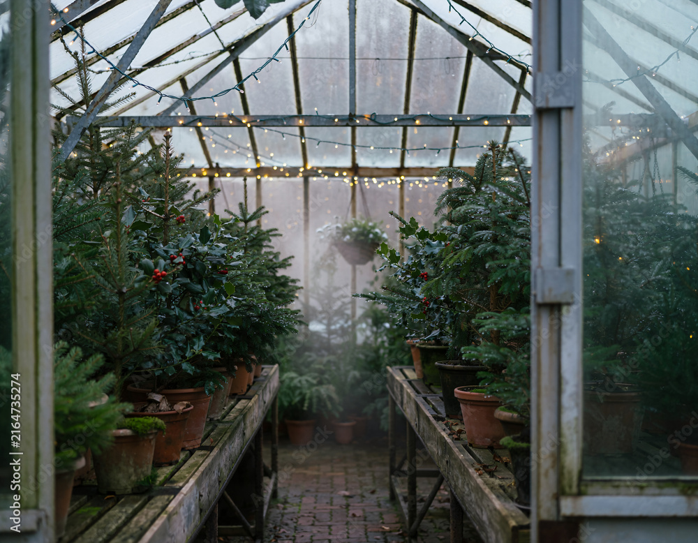 Fototapeta premium Small Holiday Trees Decorated With String Lights In A Rustic Greenhouse During Wintertime