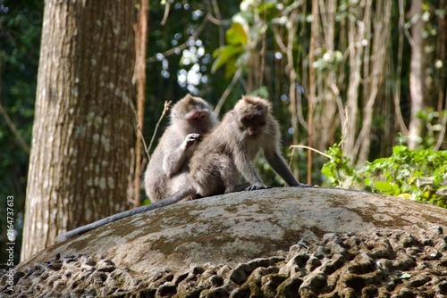 Photography Crab-eating macaques resting on a rock in tropical forest