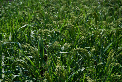 Foto Dense Green Grain Plants Spreading Across Sunlit Field With Overlapping Leaves And Textured Seed Heads In Summer Growth
