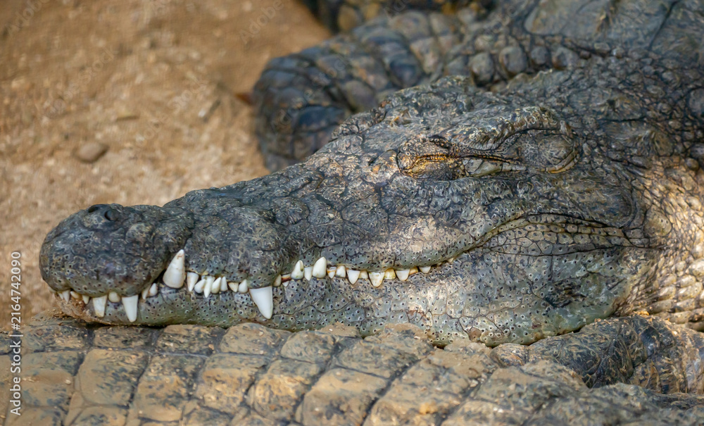 Fototapeta premium Crocodiles in nature swim in the lake. Many predators lie on the banks of the river, basking in the sun. Close-up of a crocodile.