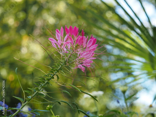 фотографія Colorful inflorescence on a green branch