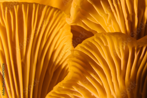 Obraz na płótnie Extreme macro shot of vibrant yellow chanterelle mushrooms showing detailed gill textures, organic pattern, autumn harvest, culinary ingredient, forest bounty