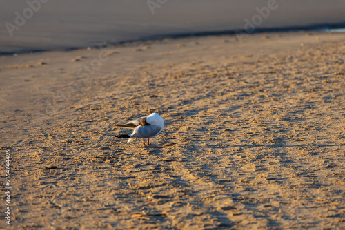 Принти на полотні Black Headed Gull Preening Feathers On Golden Sandy Beach In Morning Light