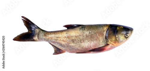 Принти на полотні fresh bighead carp isolated on transparent background