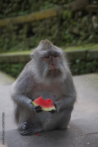Photography Crab-eating macaque eating watermelon