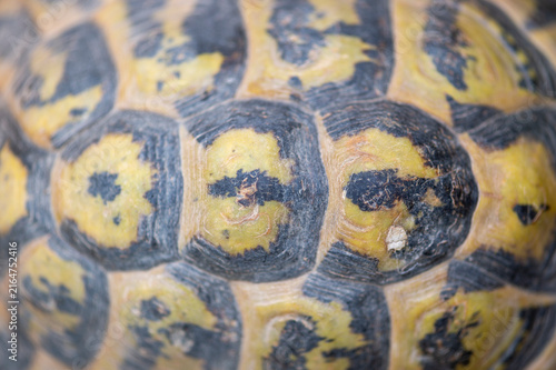imagen detalle textura caparazón de tortuga terrestre salvaje 