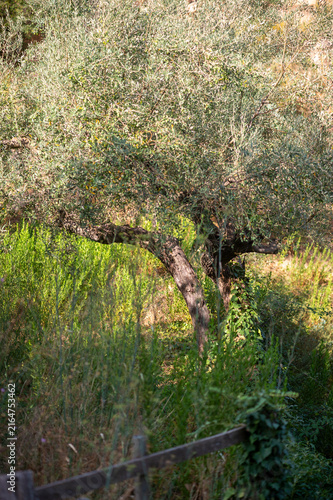 olivar entre vegetación, eco, naturaleza 