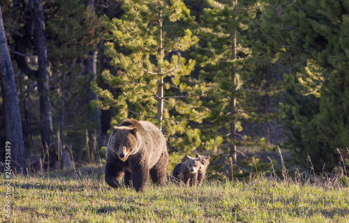 Grizzly Bear Sow and Her Cubs in Wyoming in Springtime