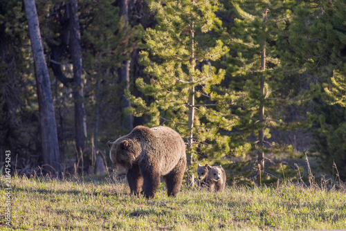 Grizzly Bear Sow and Her Cubs in Wyoming in Springtime