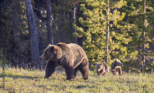 Grizzly Bear Sow and Her Cubs in Wyoming in Springtime