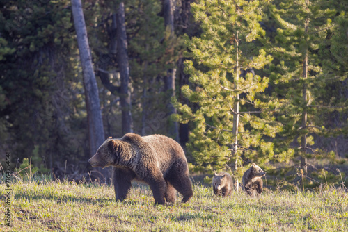 Grizzly Bear Sow and Her Cubs in Wyoming in Springtime