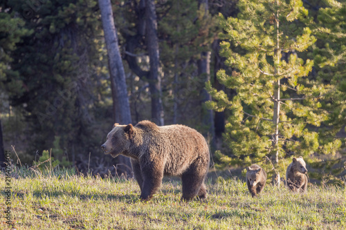 Grizzly Bear Sow and Her Cubs in Wyoming in Springtime