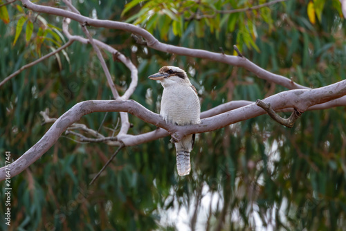 Fotografie Photograph of an Australian Kookaburra sitting in a Gum Tree while relaxing on a