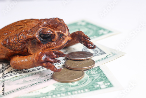Cuadro en lienzo Toad resting on US dollars and coins