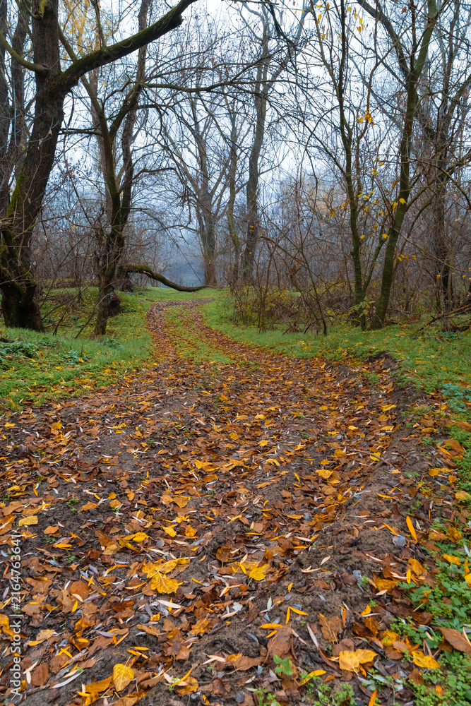 Obraz premium Misty autumn forest path covered with fallen golden leaves on a foggy morning in the woodland